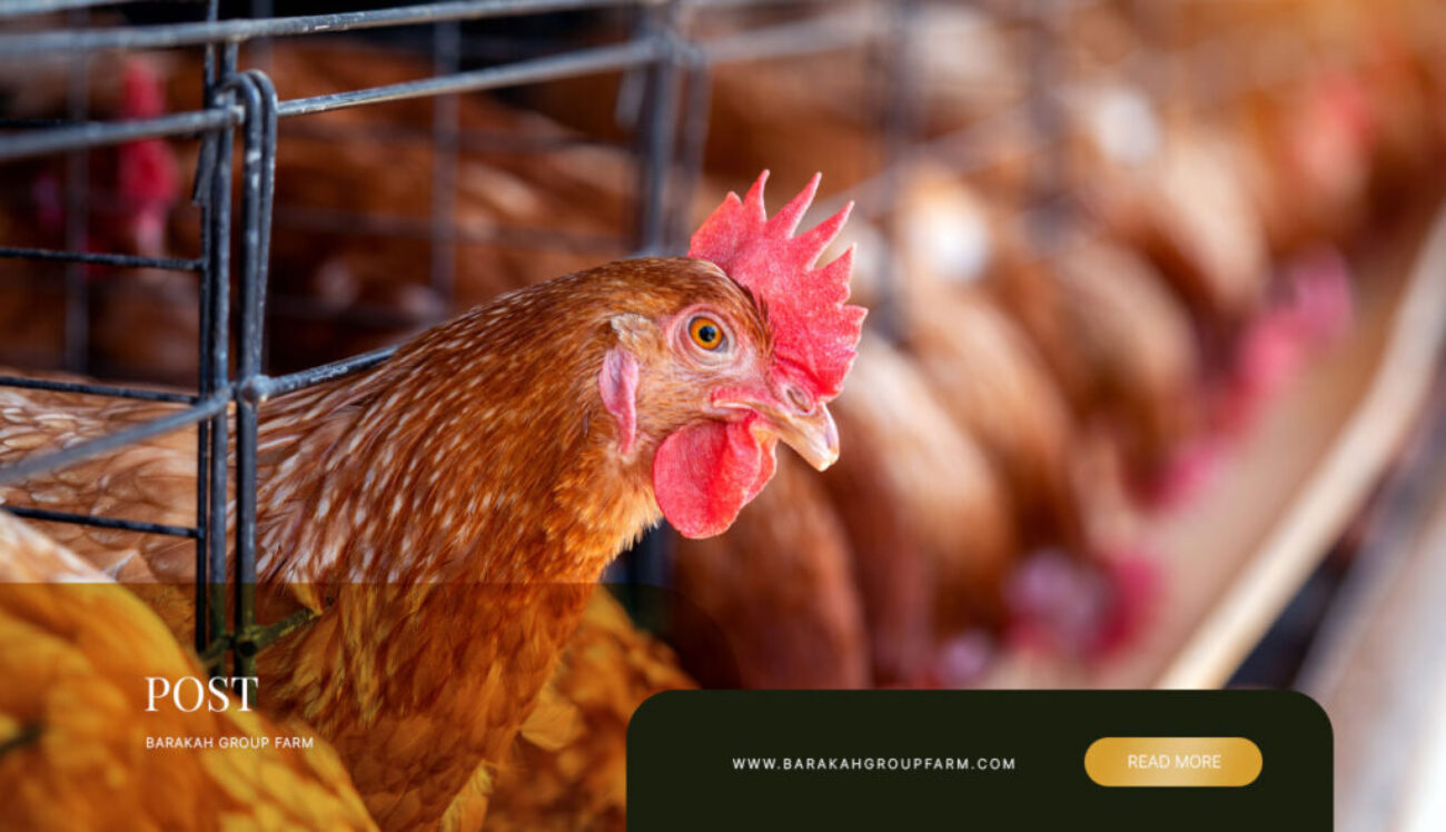 Pakej-Partnership-Ternakan-Ayam-Petelur