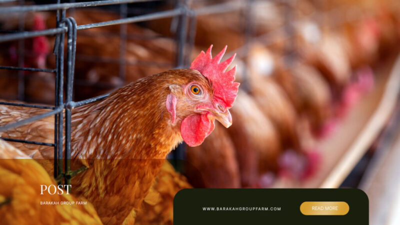 Pakej-Partnership-Ternakan-Ayam-Petelur