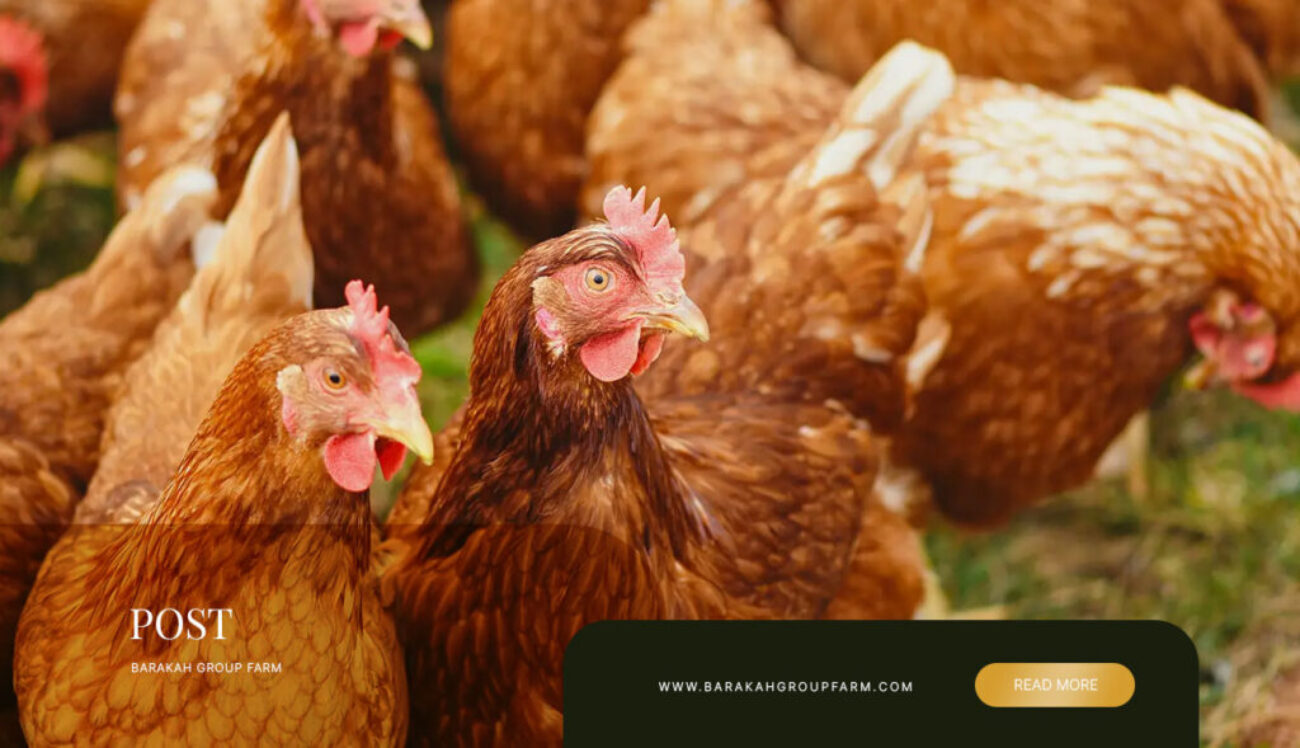 Partnership-Ternakan-Ayam