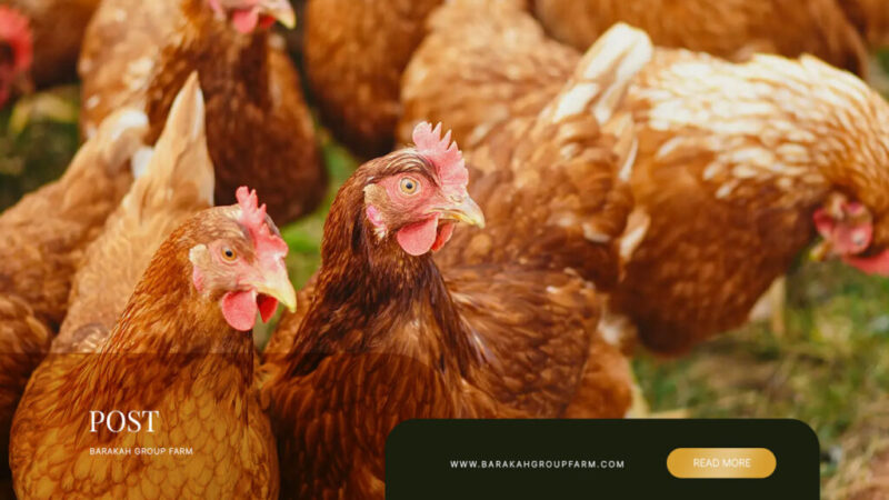 Partnership-Ternakan-Ayam